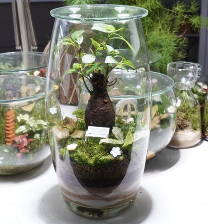 تيراريوم شجرة الذكريات