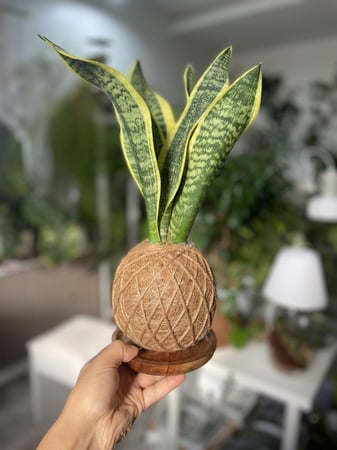 سنسفيرا بنظام كوكيداما مع قاعدة خشبية