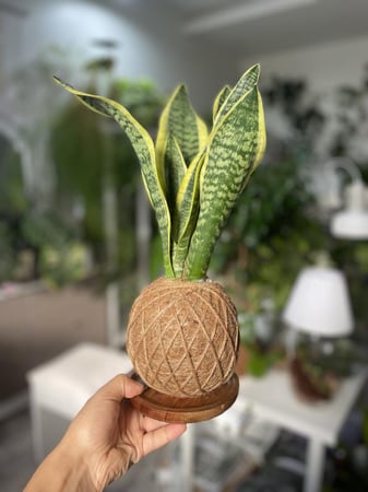 سنسفيرا بنظام كوكيداما مع قاعدة خشبية