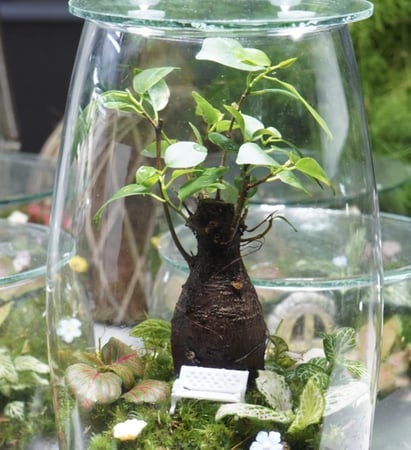 تيراريوم شجرة الذكريات