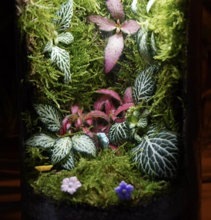 غابة الظل مع اضاءة