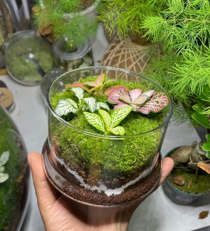 غابة زجاجية