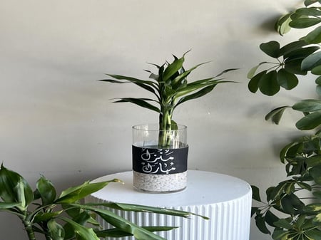 فازه منزل مبارك " بامبو "