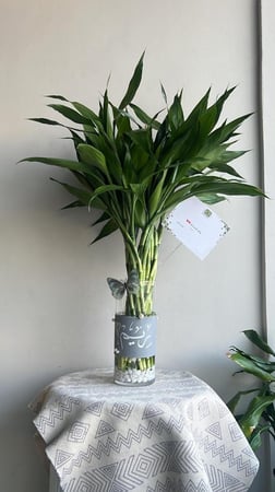 فازه البامبو