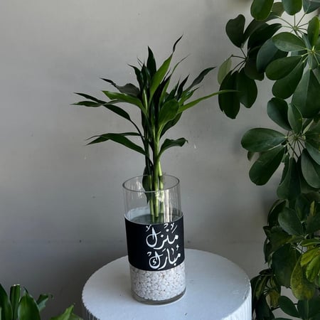 فازه منزل مبارك " بامبو "