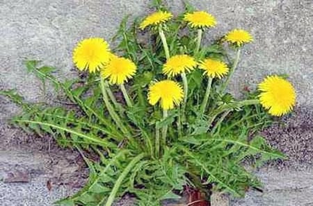 بذور هندباء حساوية