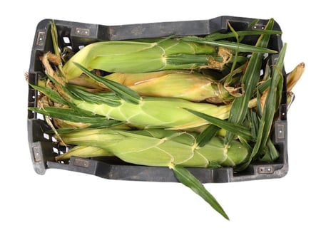 ذرة صفراء - كيلو