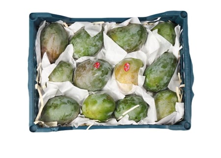 مانجو  كيني - صندوق