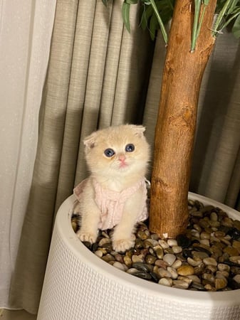 انثى- سكوتش فولد Ay11 - اطراف قصيره