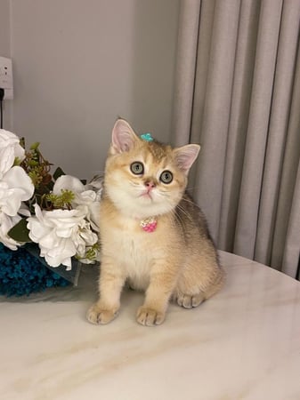 انثى - سكوتش ستريت