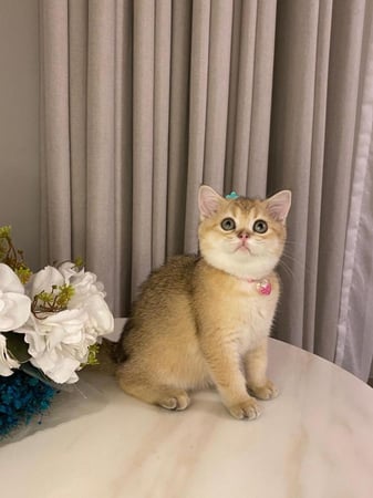 انثى - سكوتش ستريت