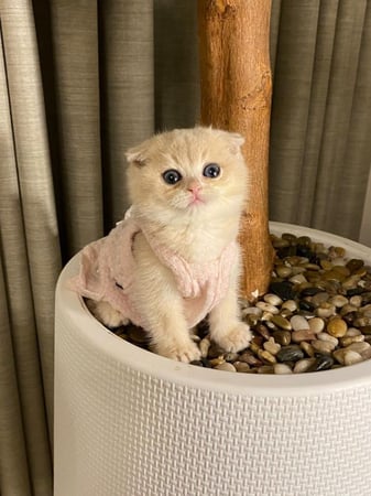 انثى- سكوتش فولد Ay11 - اطراف قصيره