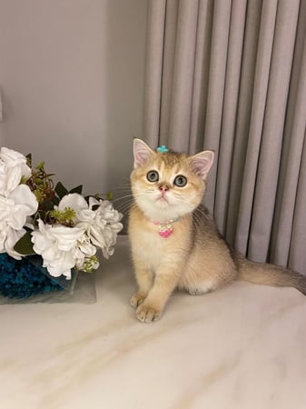 انثى - سكوتش ستريت