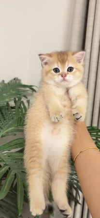 انثى - سكوتش ستريت