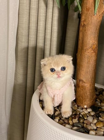 انثى- سكوتش فولد Ay11 - اطراف قصيره