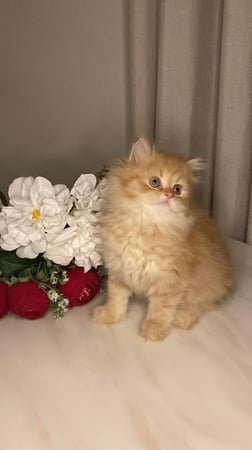 انثى - بيرشن هاف بيكي - مستوى عالي