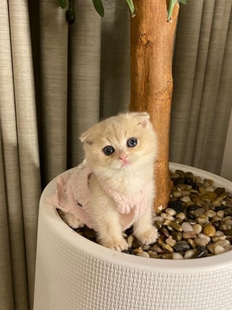 انثى- سكوتش فولد Ay11 - اطراف قصيره