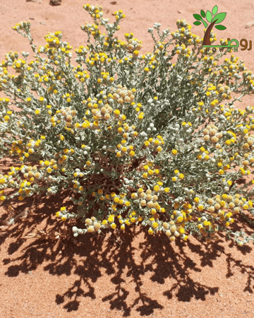 بكت بذور قيصوم