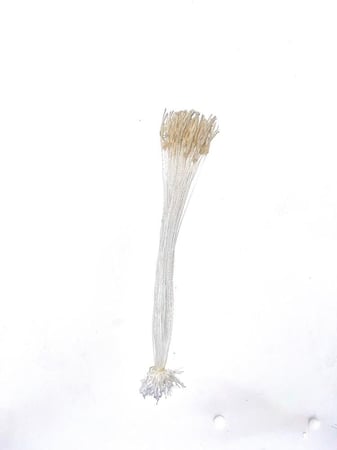 عيون سوري 50 حبة