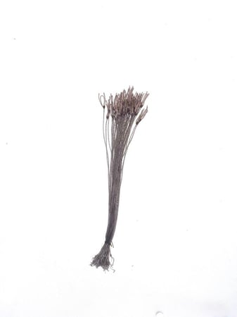 عيون سوري 50 حبة