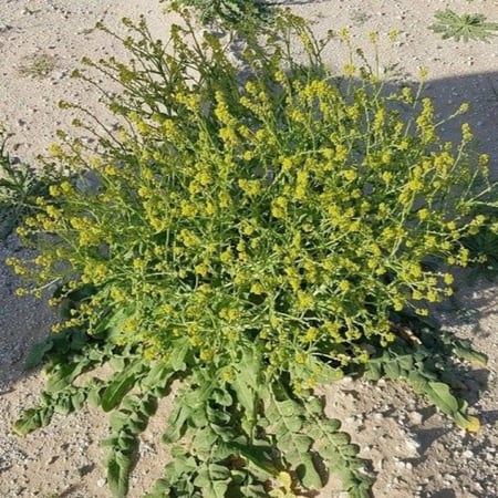 بكت بذور صفار