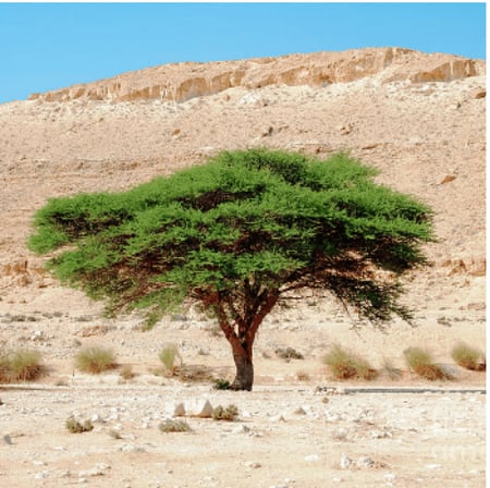 بكت بذور طلح نجدي