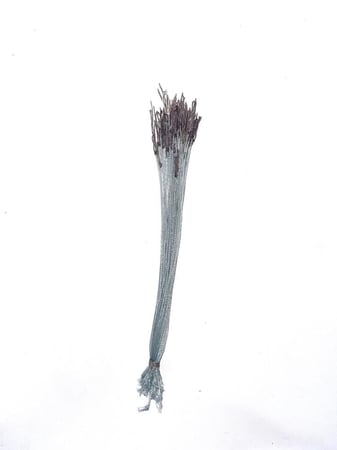 عيون سوري 50 حبة