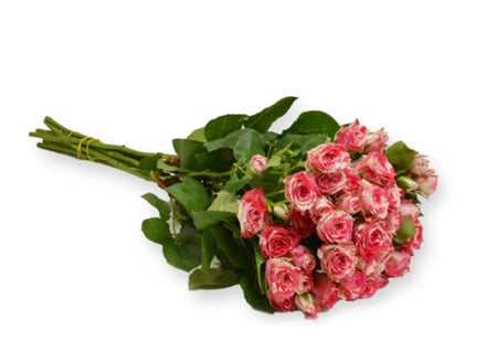 بيبي جوري فوشي