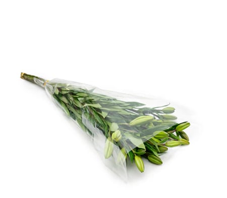 ربطه الليوم جمله