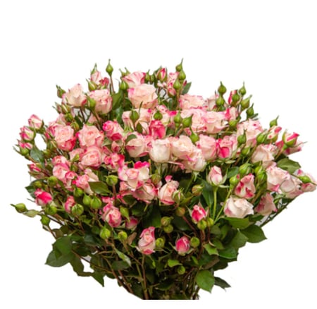 بيبي روز وردي مموج 10 أغصان طبيعي