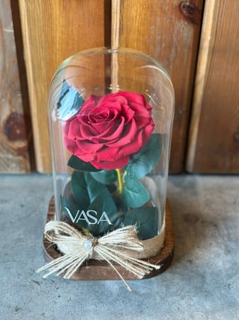 جوري دائم  معالج احمر كبير