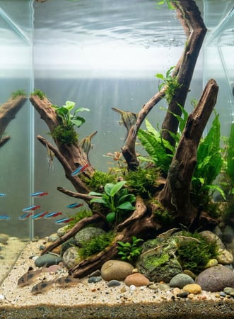 سمكة Bloodfin Tetra