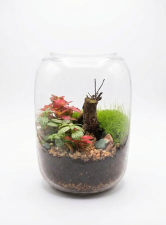 حوض تيراريوم زجاجي #9