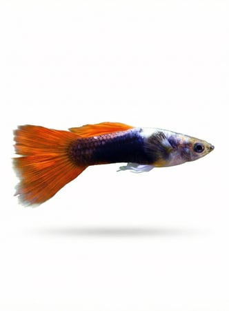 سمكة Guppy
