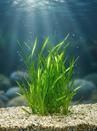 جانجل فال فاليسنيريا الغابة