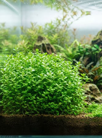 موني وورت (Moneywort)