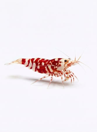 Red Fancy Tiger Shrimp