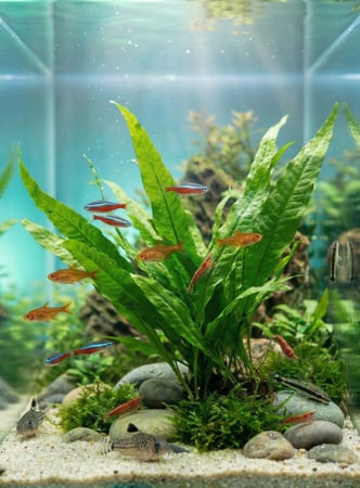 نبات الجافا فيرن الطبيعي  حجم XL كثيف