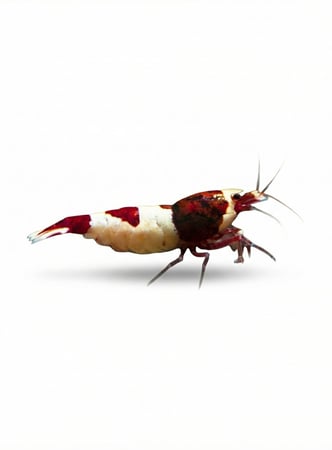 Red Wine Shrimp