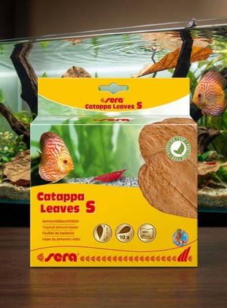 سيرا | أوراق اللوز الهندي الطبيعية – Sera Catappa Leaves S
