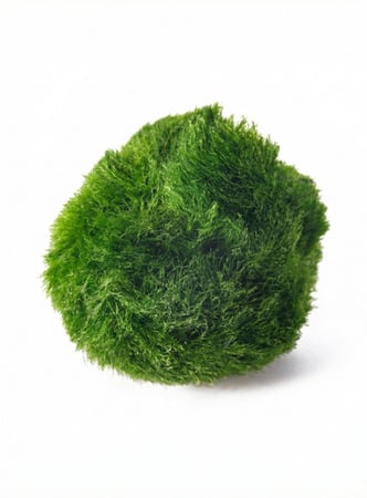 نبات ماريمو موس