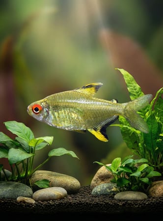 سمكة Lemon Tetra