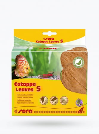 سيرا | أوراق اللوز الهندي الطبيعية – Sera Catappa Leaves S