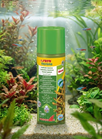 سيرا فلورينا