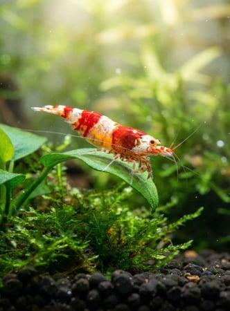 Crystal Red Shrimp