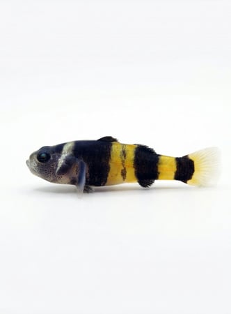 Bumblebee Goby