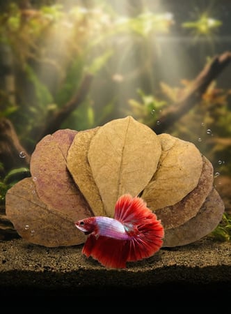 ورق اللوز الهندي المجفف