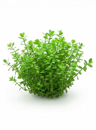 موني وورت (Moneywort)