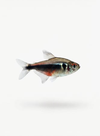 سمكة Black Neon Tetra