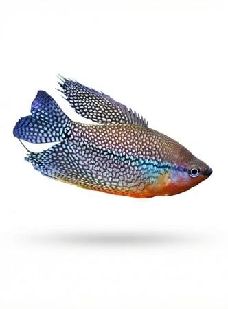 سمكة  Pearl Gourami